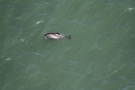 Missing Picture